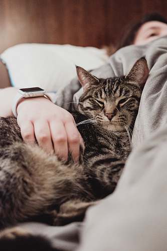 cat person holding gray tabby cat while lying on bed pet