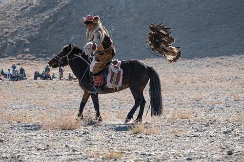 mammal person riding on horse at the savannah horse