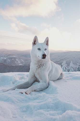 dog photo of adult short-coated white dog grey