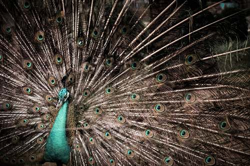 bird photo of brown and teal peacock peacock