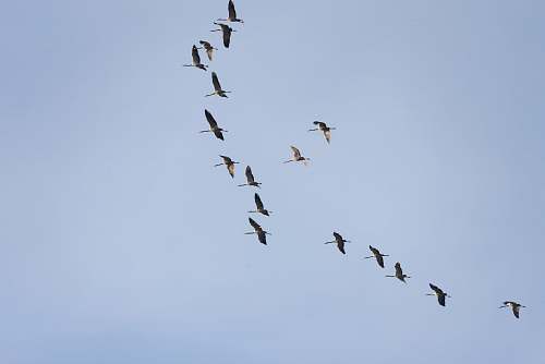 bird photo of gray bird midair flying