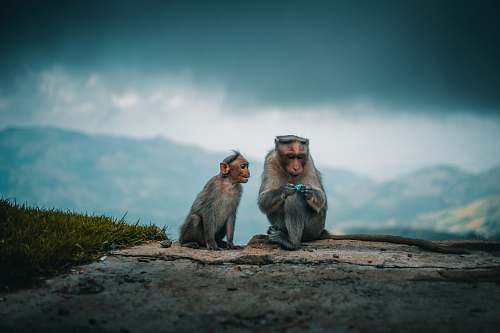 monkey photo of tow gray monkeys wildlife