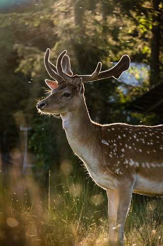 mammal photography of deer shined by sunlight deer
