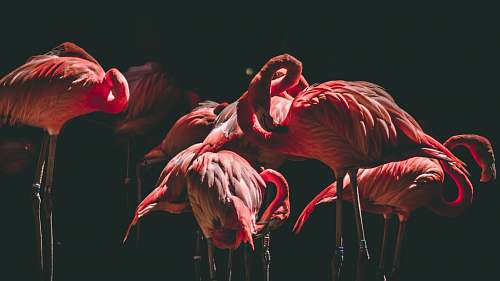 bird photography of flamingos flamingo