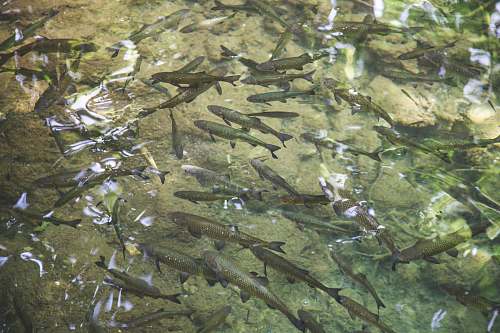 fish photography of school of fish in body of water coho