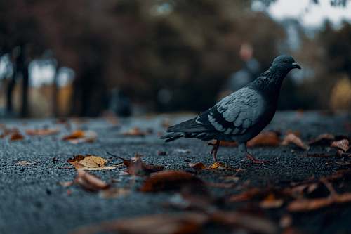 bird pigeon on road glasgow