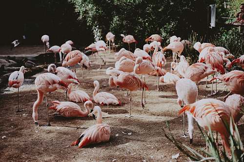 bird pink birds on park flock