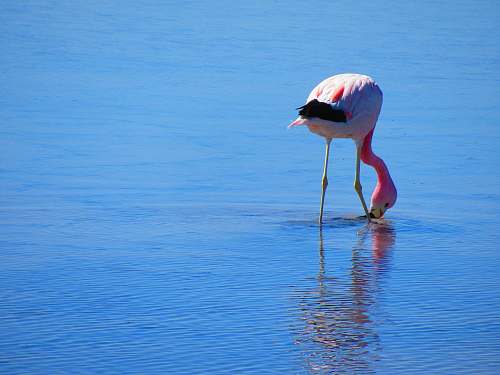 bird pink flamingo on body of water flamingo
