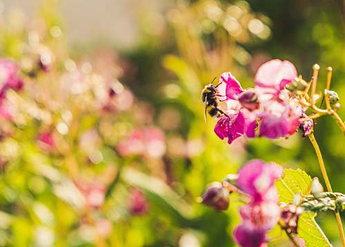 apidae pink-petaled flower bee