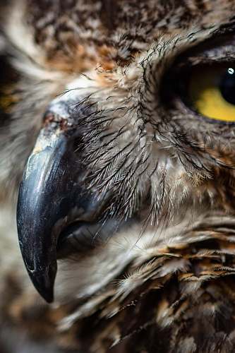 bird portrait of brown owl beak