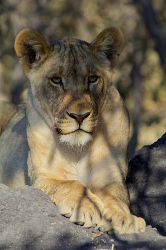 mammal portrait of tigress lion
