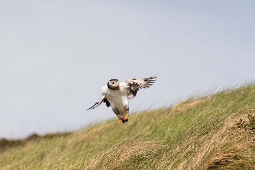 bird puffin bird flying near tall grasses flying