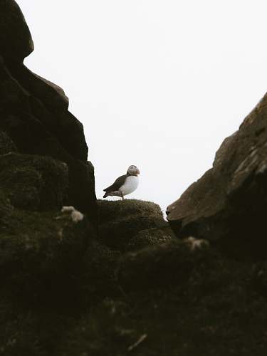 bird puffin bird on gray rock seagull