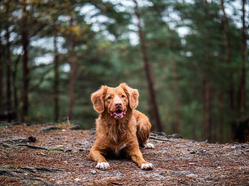 dog puppy at the forest pet