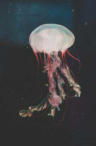 jellyfish red and white jellyfish painting invertebrate