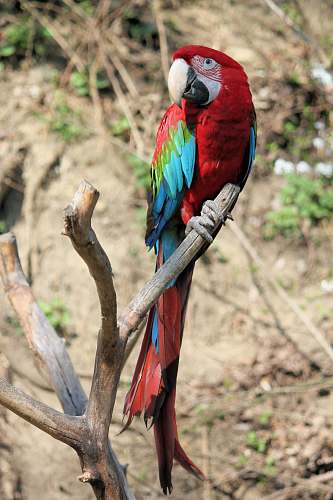 bird red, blue, and green parrot on driftwood macaw