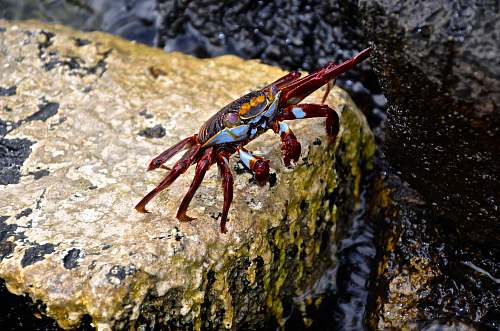 insect red crab on top of rock at daytime invertebrate
