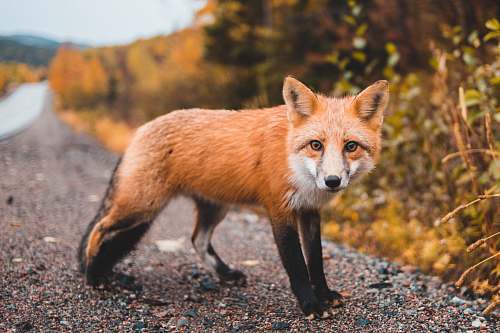 fox red fox canine