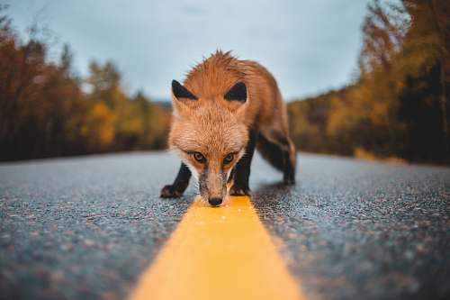 wildlife red fox on concrete road fox