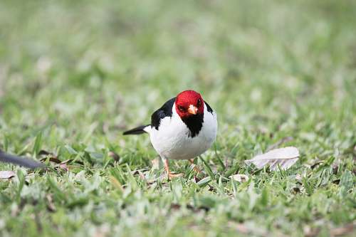 bird red head bird beak