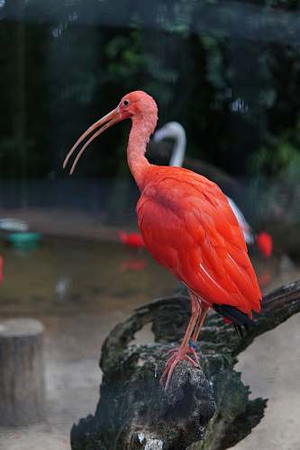 bird red long-beaked bird flamingo
