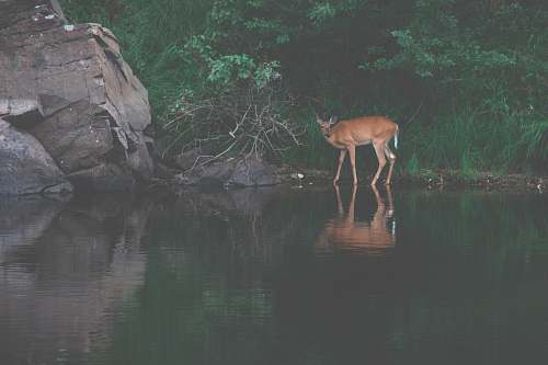 antelope reflection of brown deer on body of water wildlife