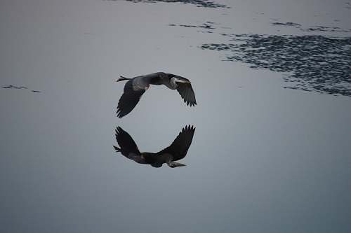 flying reflection of flying bird on water plum island