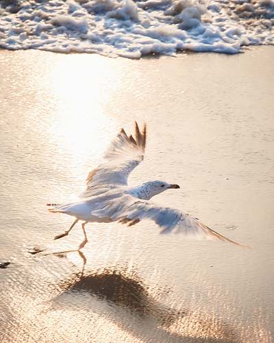 bird ring-billed gull about to fly on shore waterfowl