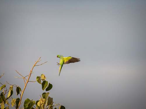 bird rose ringed parakeet india