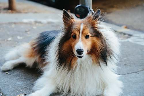 pet Rough Collie lying on road dog