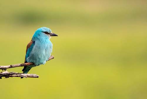 bird rule of thirds photography of blue bird bluebird