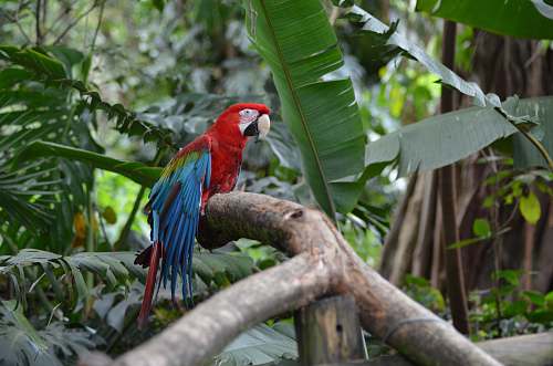 bird scarlet macaw on branch macaw