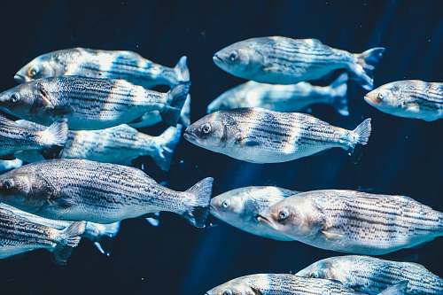 fish school of silver fish water