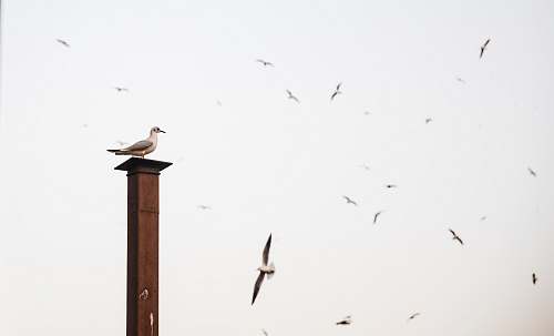 bird seagull bird perched on wooden post near other flock of birds flying