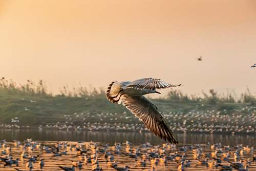 bird seagull flying over sand flying