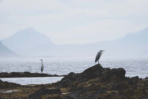 bird seagull on cliffs by body of water waterfowl