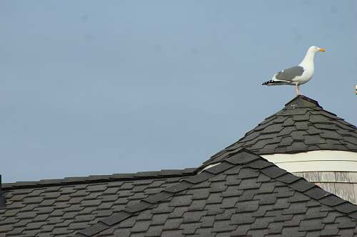 bird seagull on roof roof