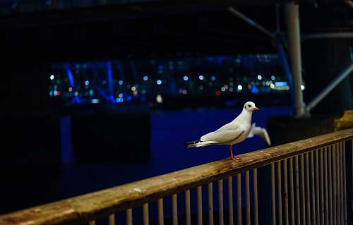 bird seagull on wooden railings near body of water during night time railing