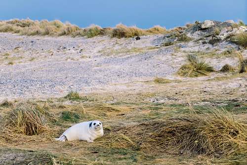 seal seal on grass field during daytime grass