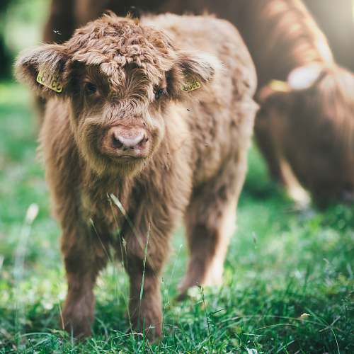 sweden selective focus photo of brown highland cattle at adytime mammal