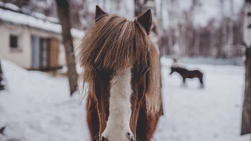 horse selective focus photo of brown horse mammal