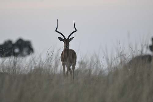 antelope selective focus photo of ram standing on grass mammal