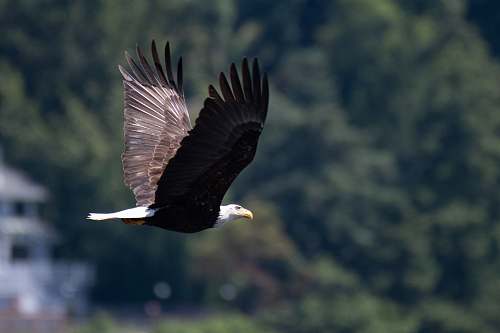 bird selective focus photography of bald eagle during daytime bald eagle