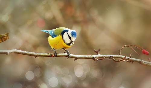 bird selective focus photography of blue, white, and yellow bird perching on twigs finch