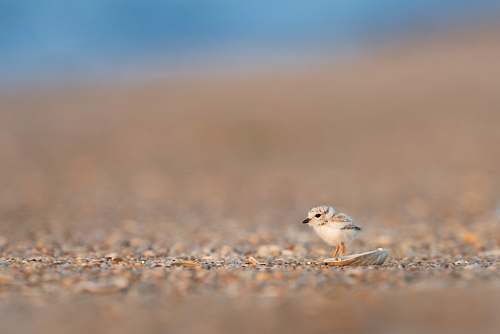 bird selective focus photography of brown bird sandy hook