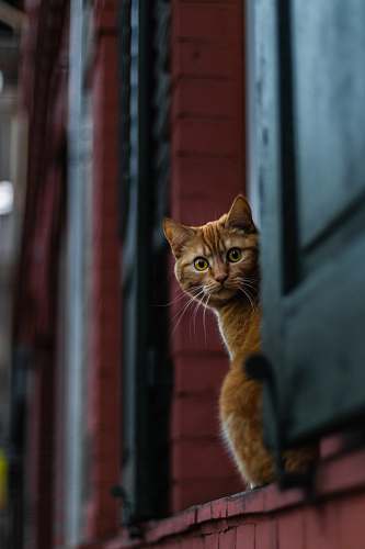 cat selective focus photography of cat mammal