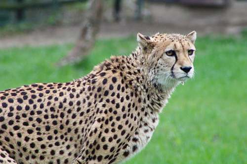 mammal selective focus photography of cheetah wildlife