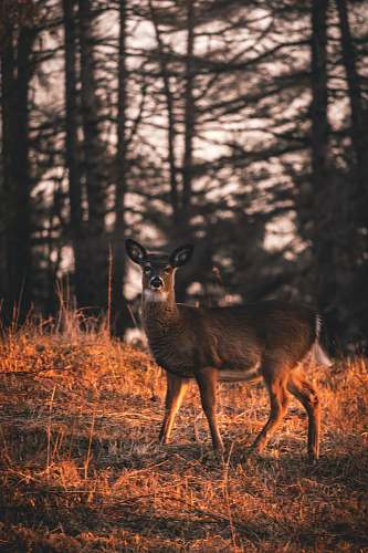 mammal selective focus photography of deer during golden hour antelope