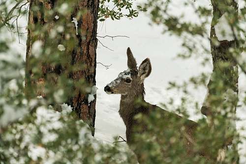 mammal selective focus photography of deer on snowfield kangaroo