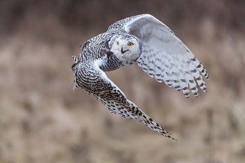 bird selective focus photography of female snowy owl during flight grey